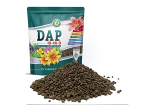 dap