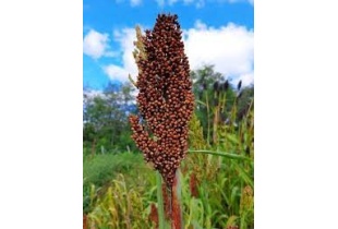sorghum