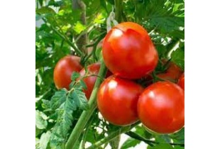 tomatoes