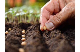 seeds