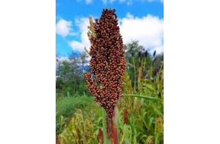 sorghum