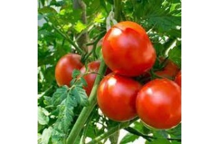 tomatoes